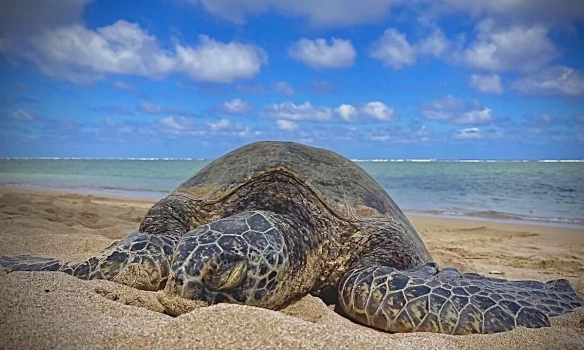 Punaluu Condo | Beachfront, Turtles, swim snorkel sun. New AC in unit. Washer dryer.