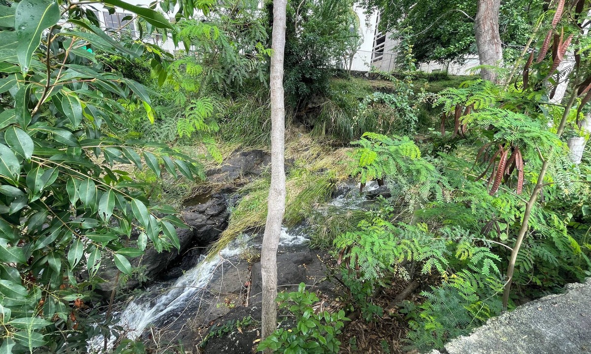 Pacific Heights House | Urban oasis in heart of city-large yard