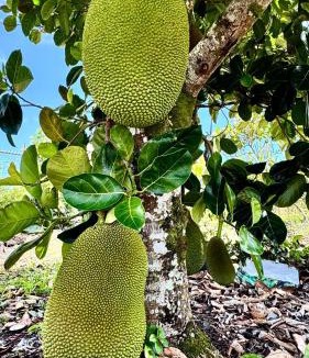 Keaau House | 2BR 1BA Blissful Orchard