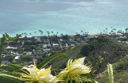 Lanikai House | Lanikai Loop 3-bedroom 2-bath house, with lovely yard, a quiet relaxing getaway.