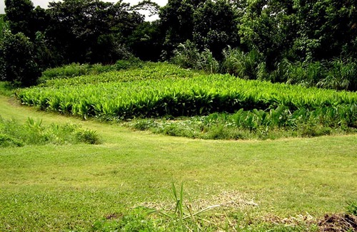 Kapoho House | Tropical Lodge Getaway Nestled on an Organic Farm in Pahoa, Hawaii
