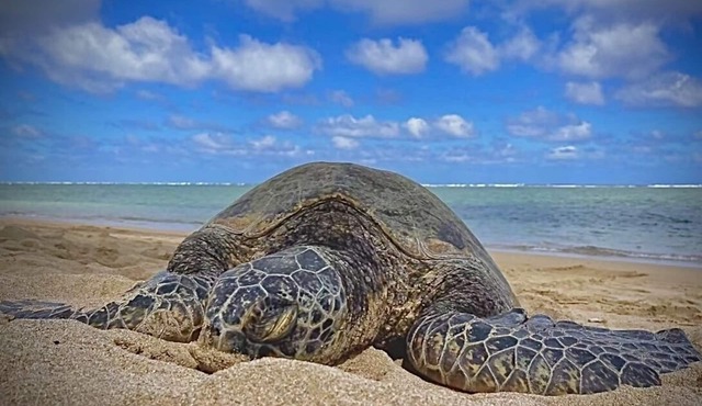 Beachfront, Turtles, swim snorkel sun. New AC in unit. Washer dryer.