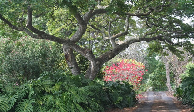 Kona Retreat 2.7 Secluded Acres - Close to Old Hawaii, Beach & Shopping!