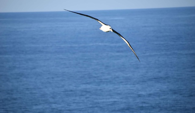 Mesmerizing ocean view -Hawaiiana Style walkout unit - whale and bird watching