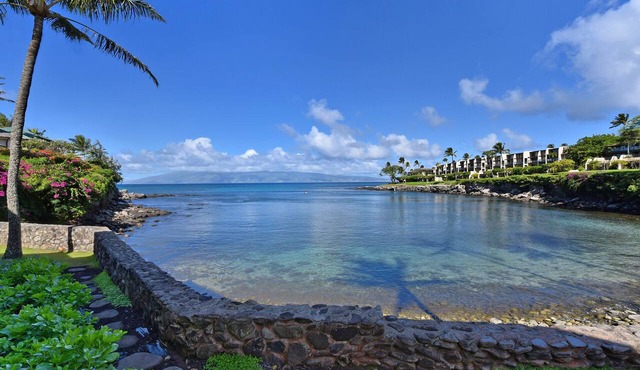 Swim with the turtles! Oceanfront condo #102