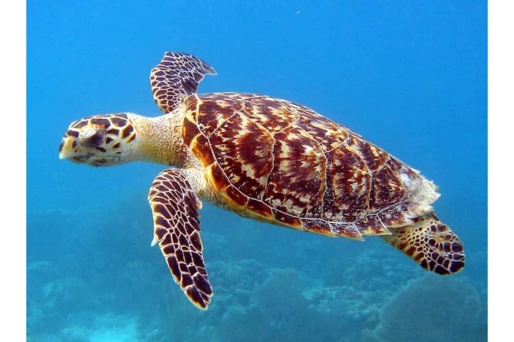 Photo of Others in Hakalau