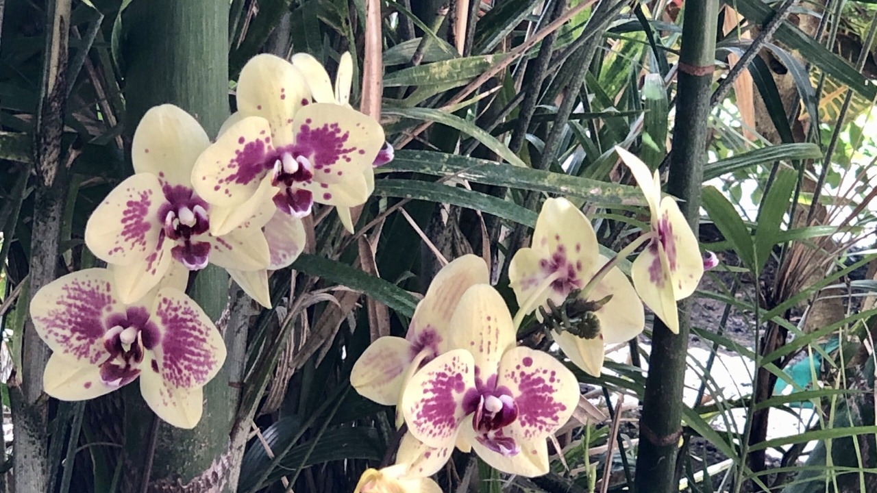 Photo of Outdoor in Waikoloa Village