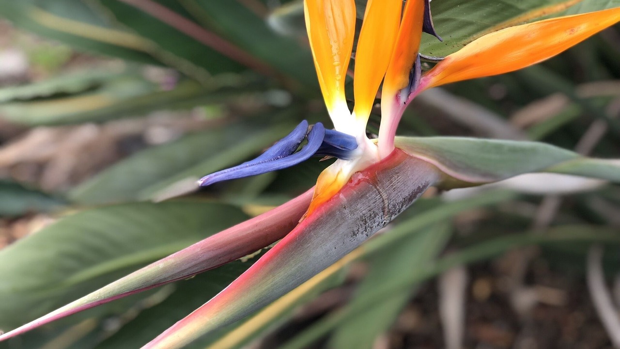 Photo of Outdoor in Waikoloa Village