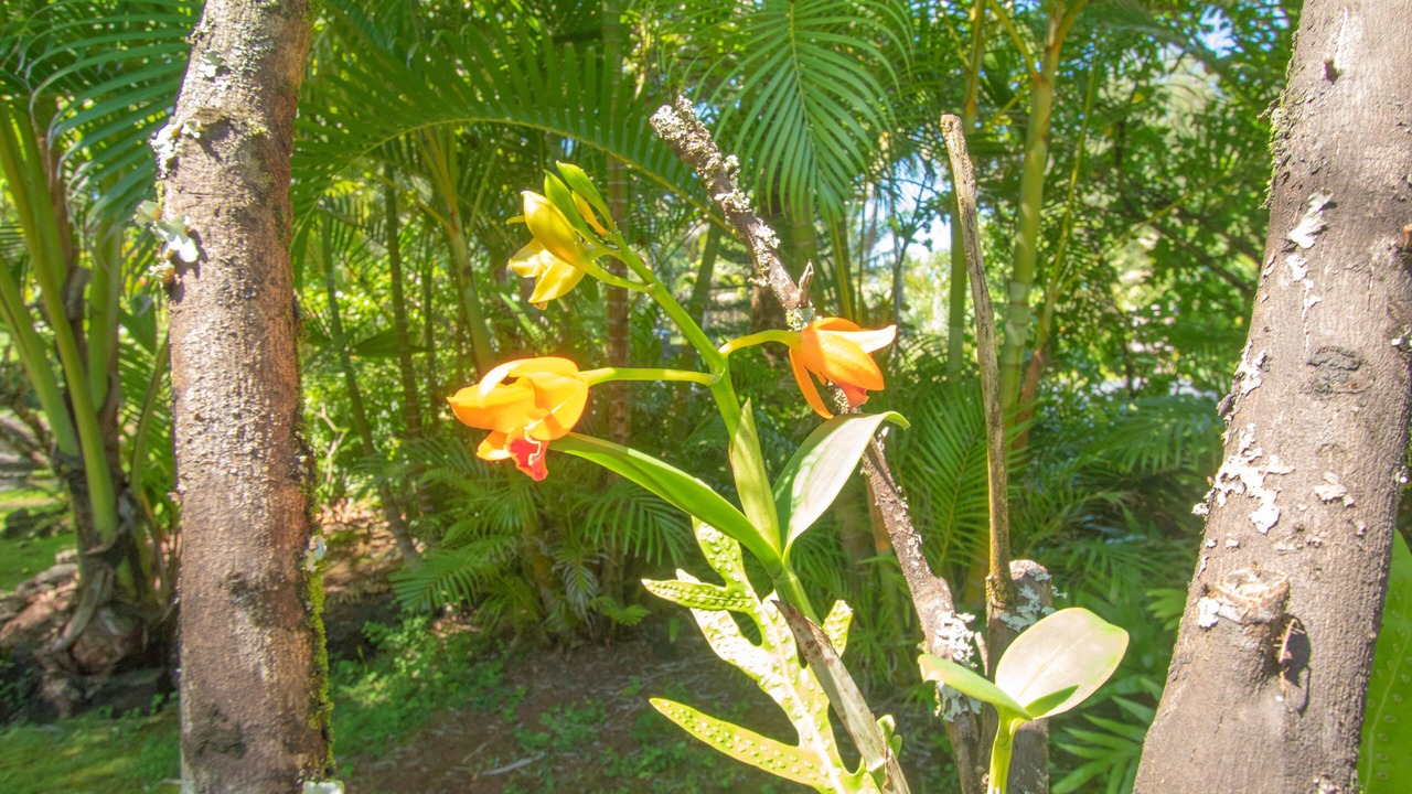 Photo of Outdoor in Keaau