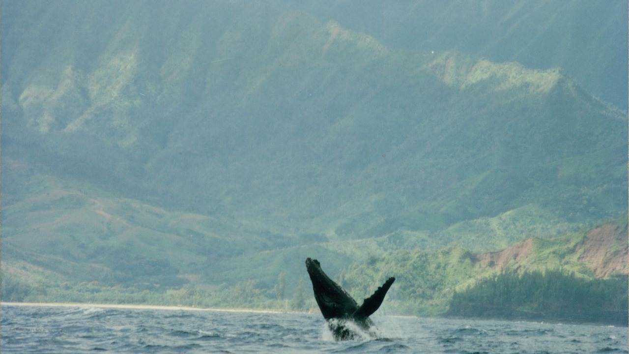Photo of Others in Princeville