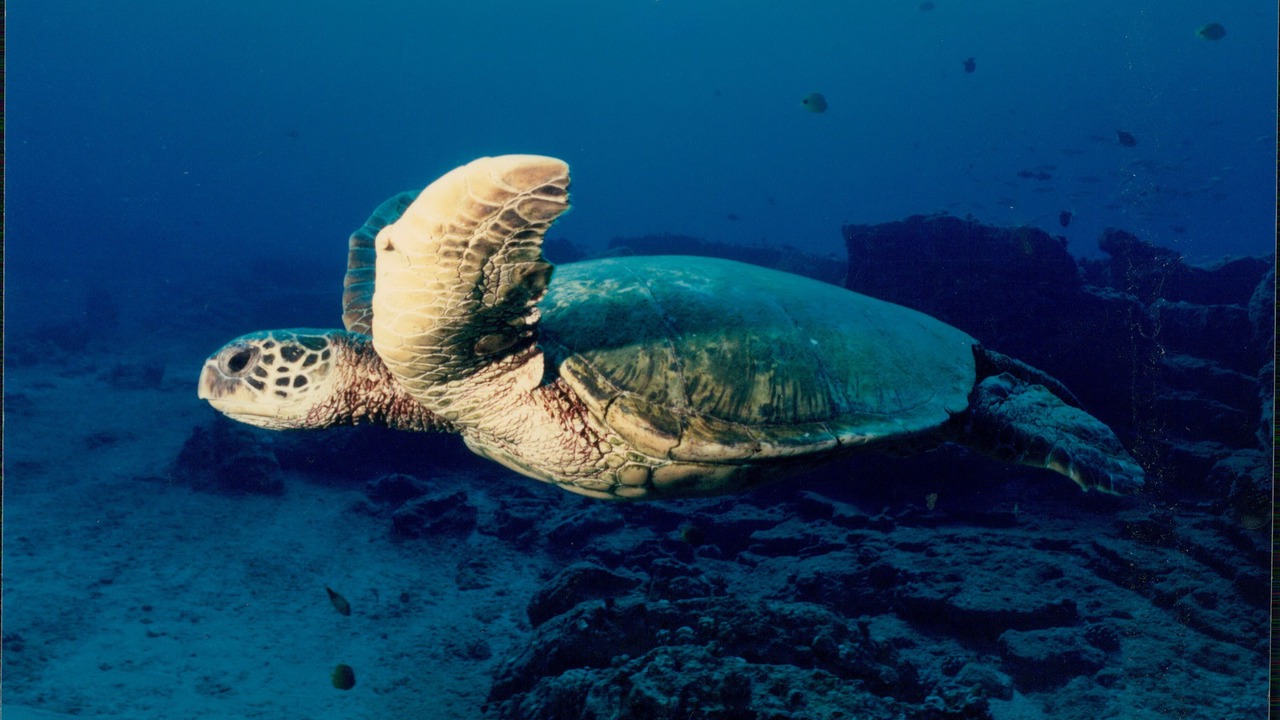 Photo of Others in Princeville