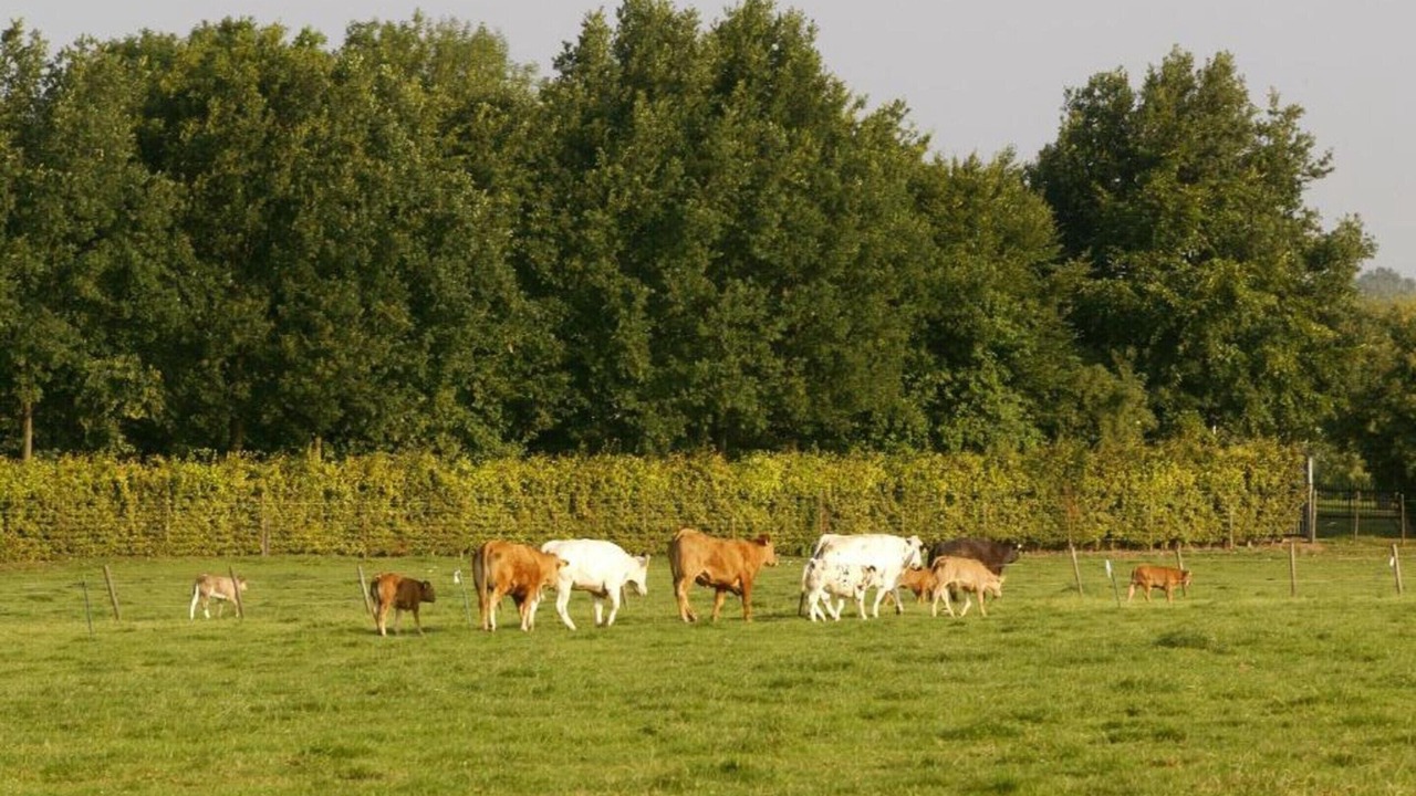Photo of Others in Bemelen