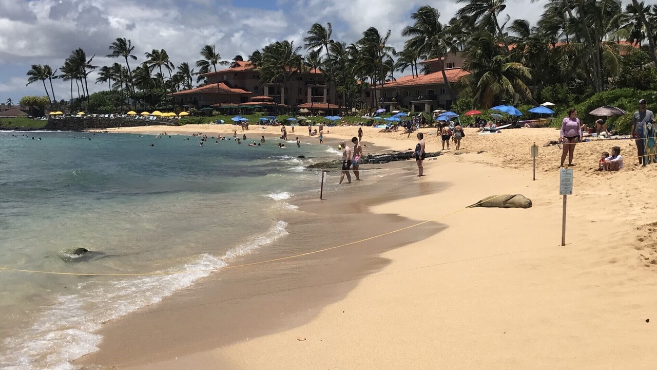 Photo of Others in Poipu