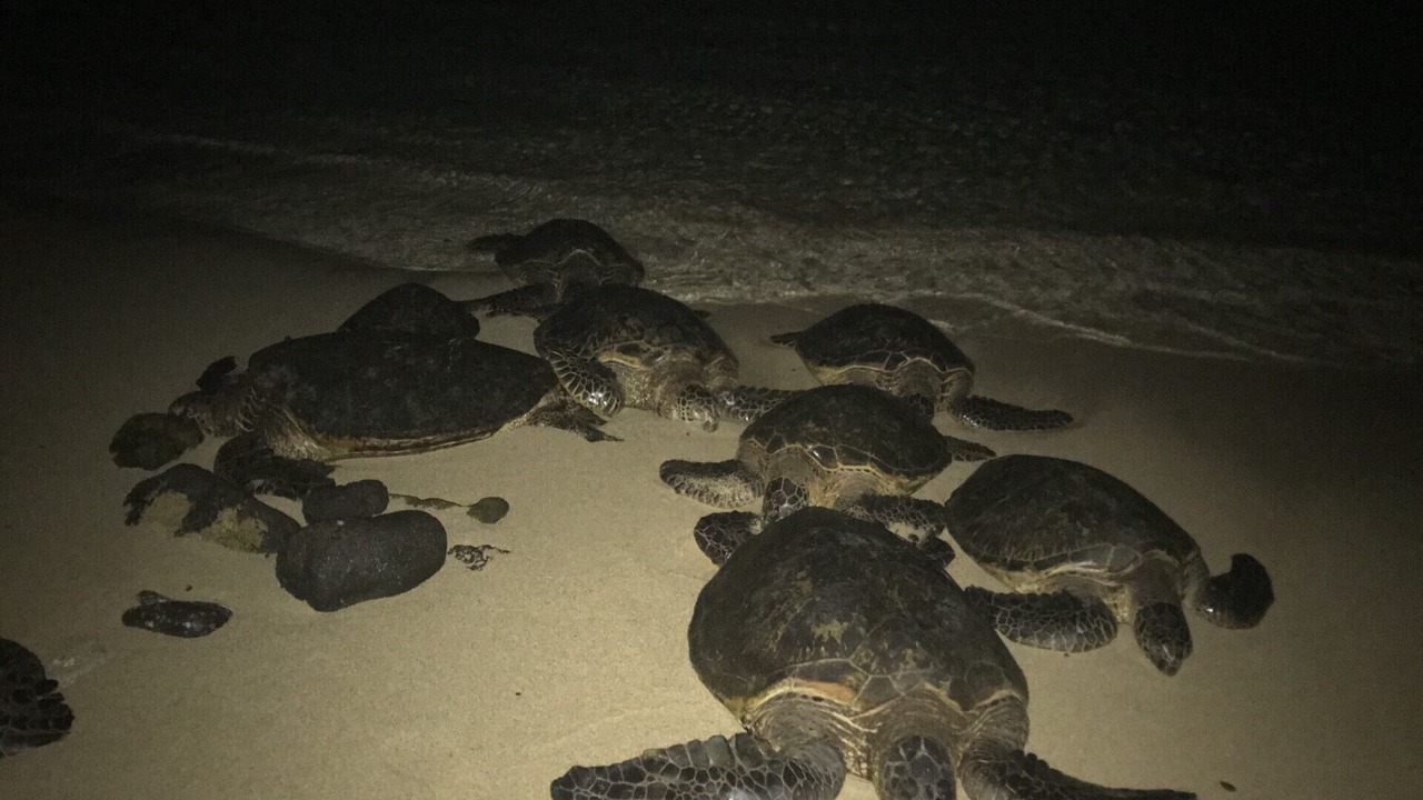Photo of Others in Poipu