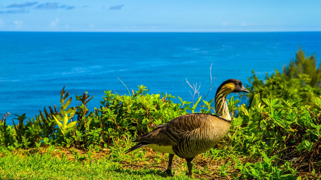 Photo of Others in Princeville