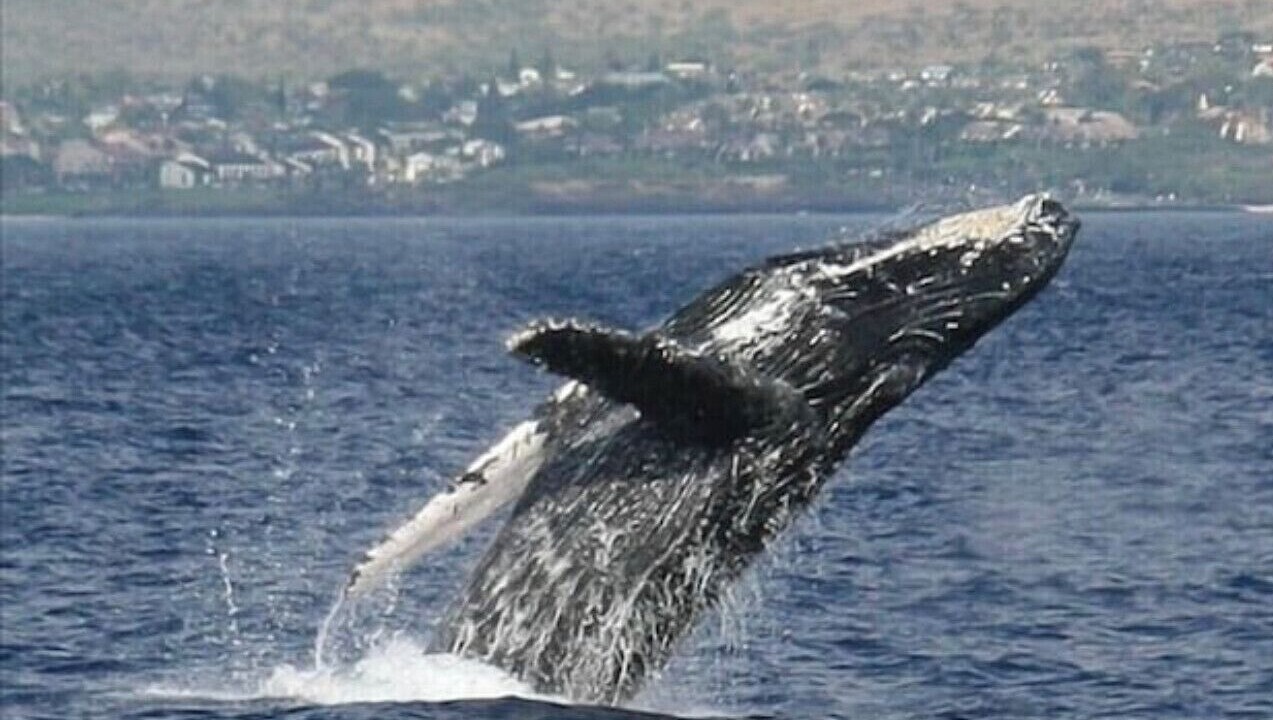 Photo of Others in Maalaea