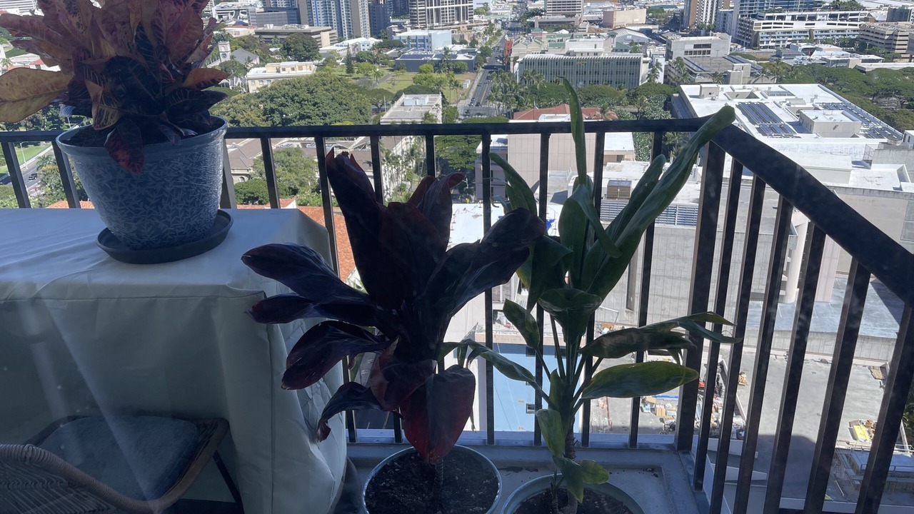 Photo of Outdoor in Downtown Honolulu