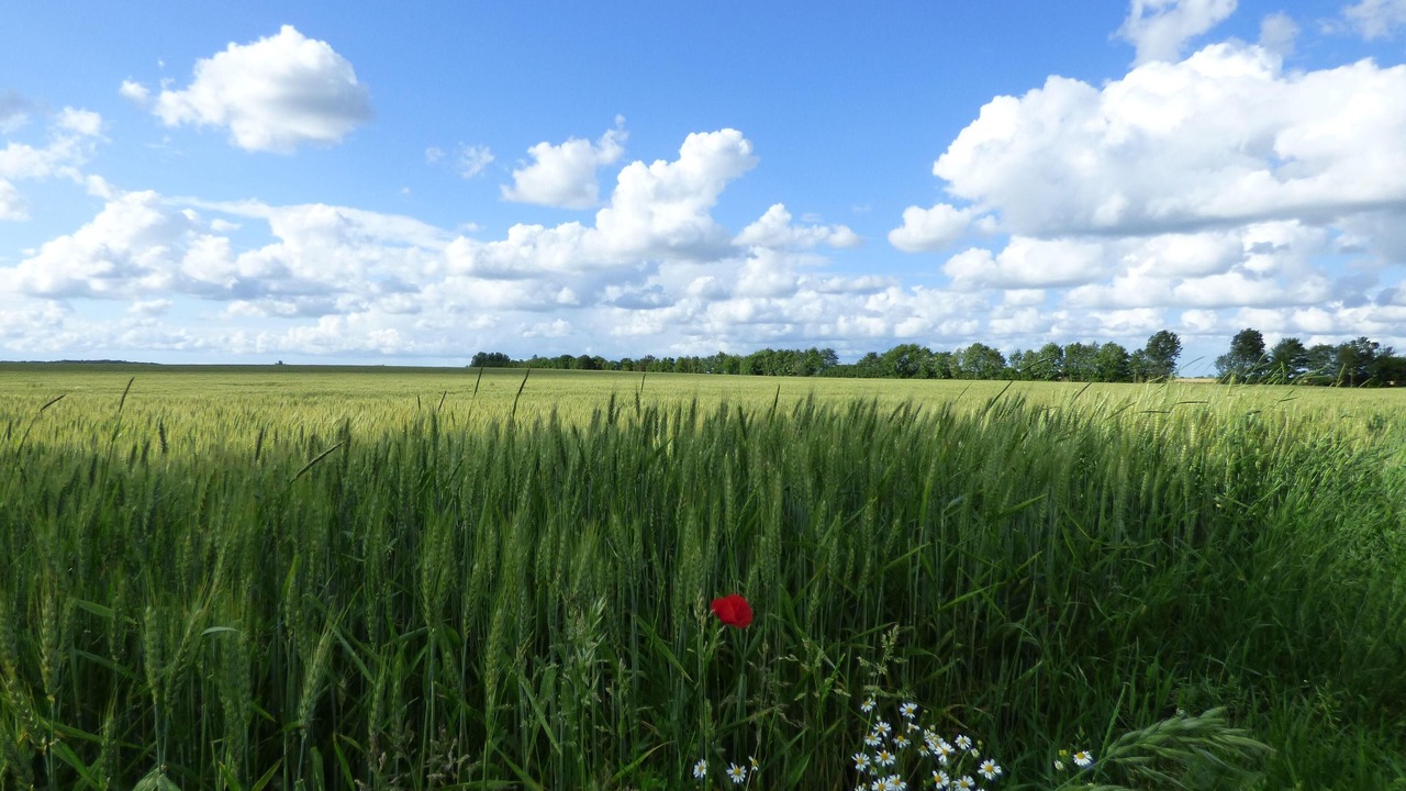 Photo of Outdoor in Dargun