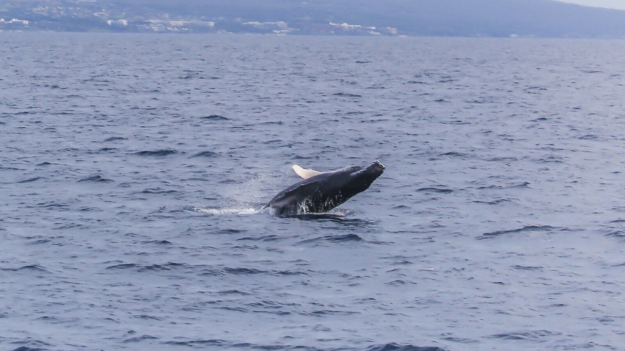 Photo of Others in Maalaea