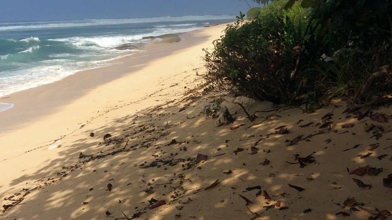 Photo of Others in Pupukea
