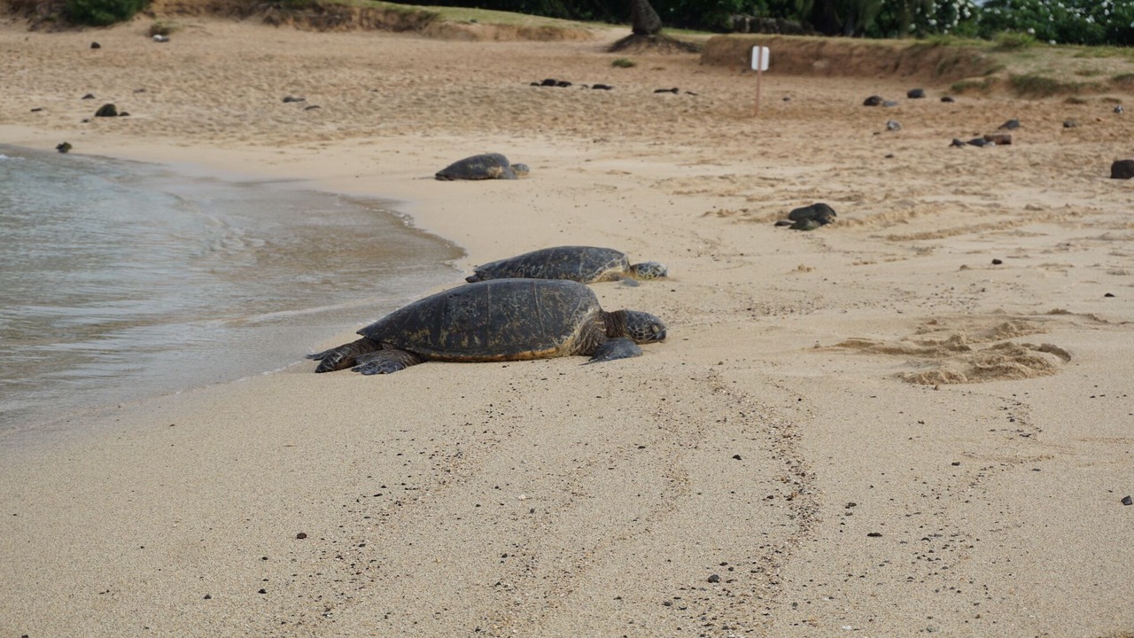 Photo of Others in Poipu
