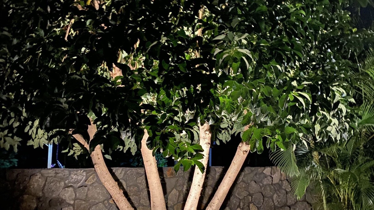 Photo of Others in Kihei