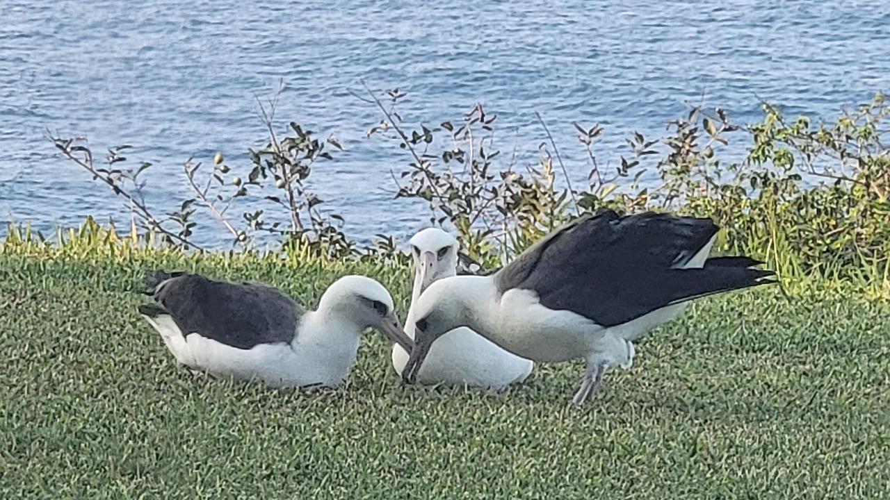 Photo of Others in Princeville