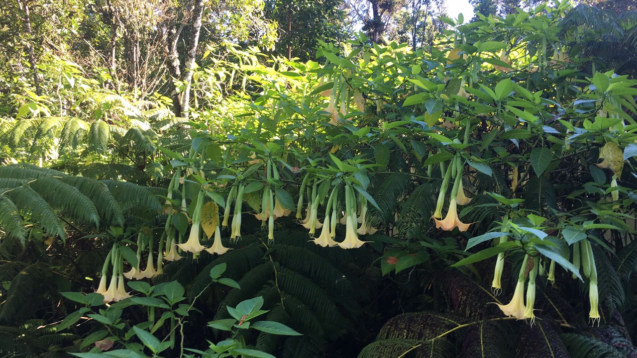 Photo of Outdoor in Kailua-Kona