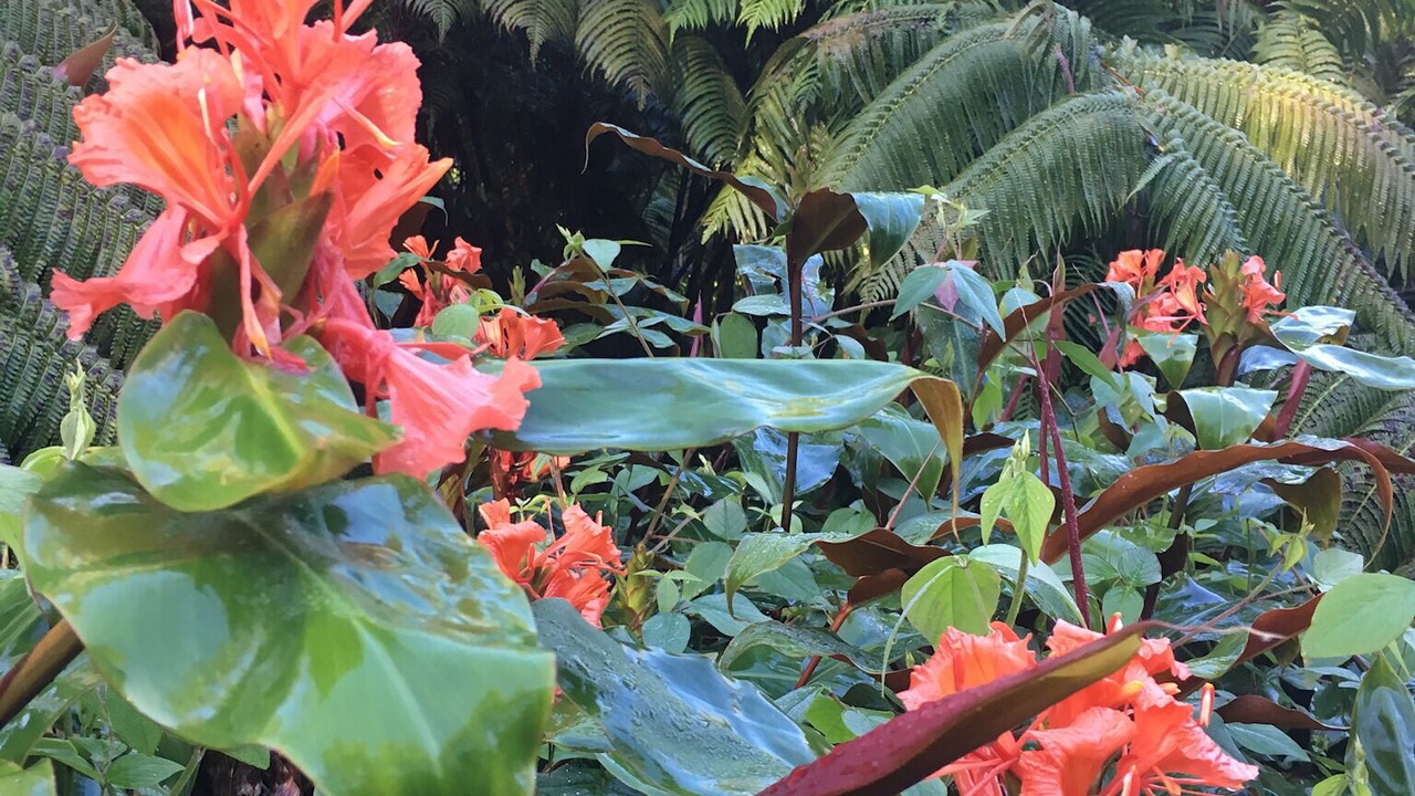 Photo of Outdoor in Kailua-Kona