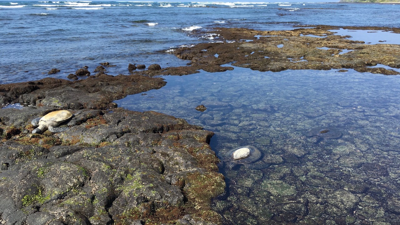 Photo of Others in Keauhou