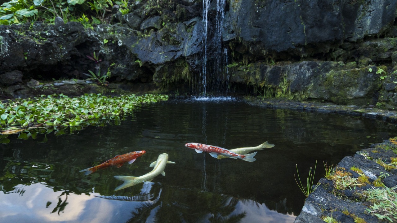 Photo of Others in Hana