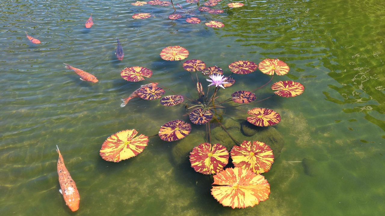 Photo of Outdoor in Honokowai