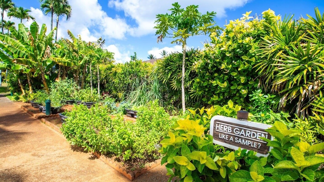 Photo of Outdoor in Kapaa