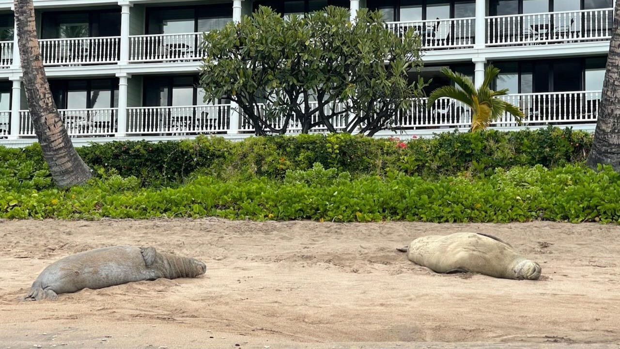 Photo of Outdoor in Historic Lahaina Front Street