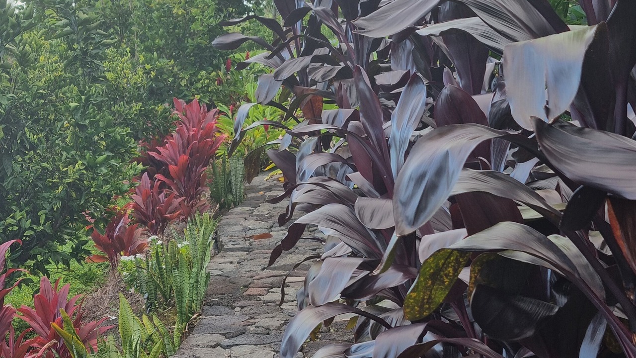 Photo of Outdoor in Papaikou