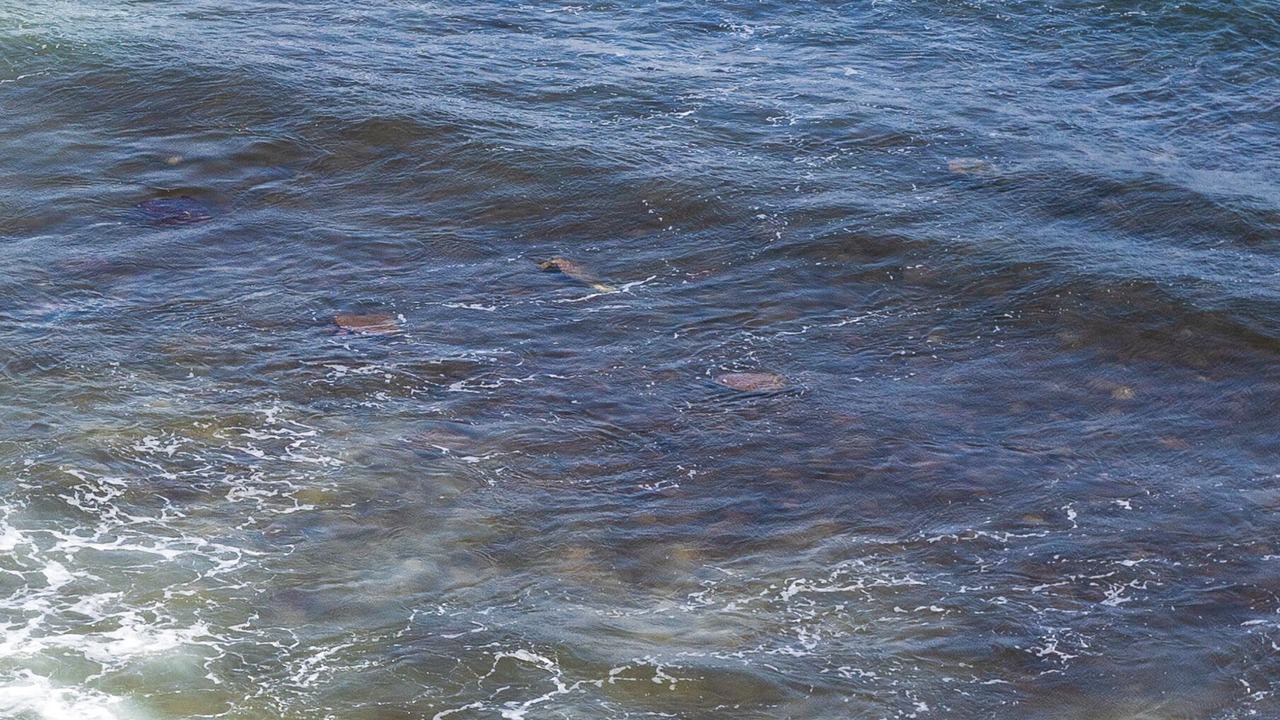 Photo of Others in Maalaea