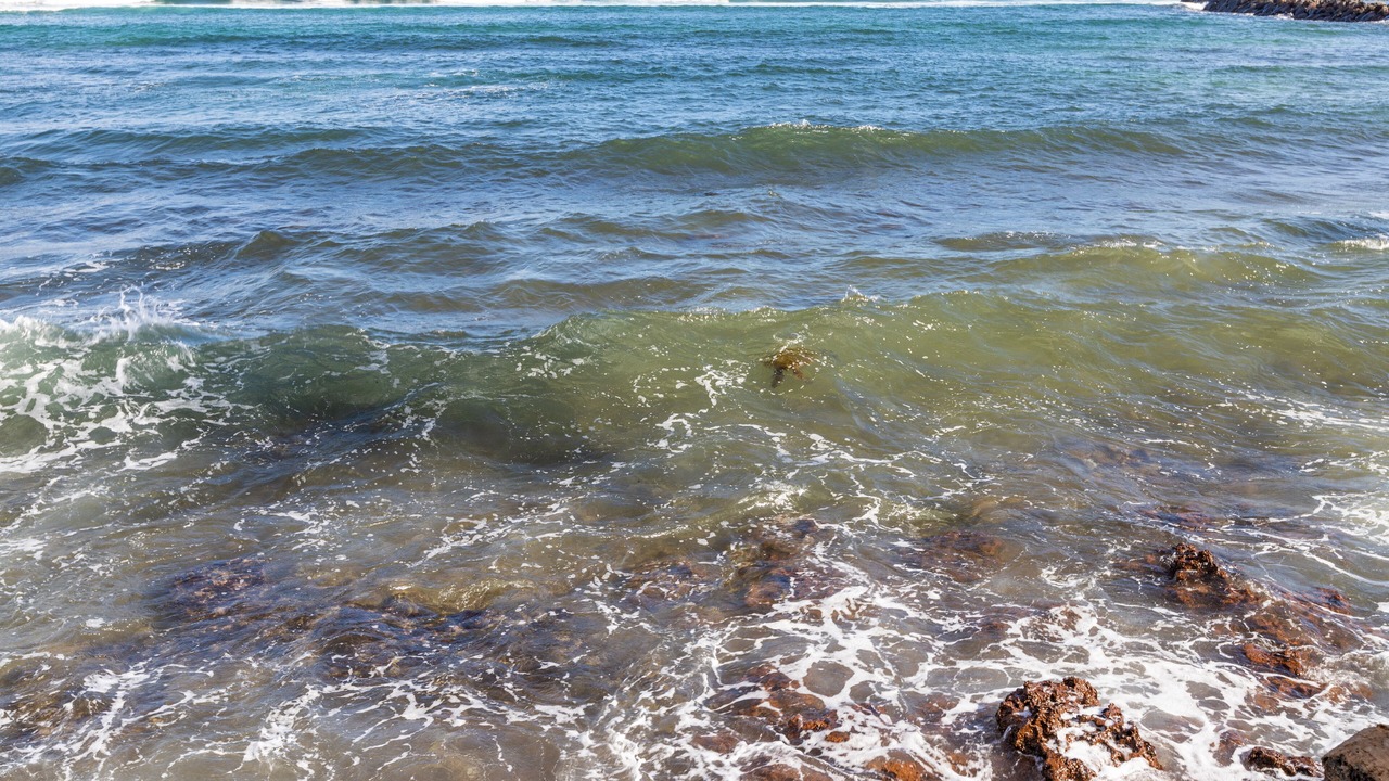 Photo of Others in Maalaea