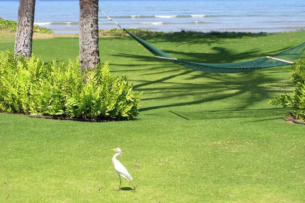 Photo of Others in Kihei