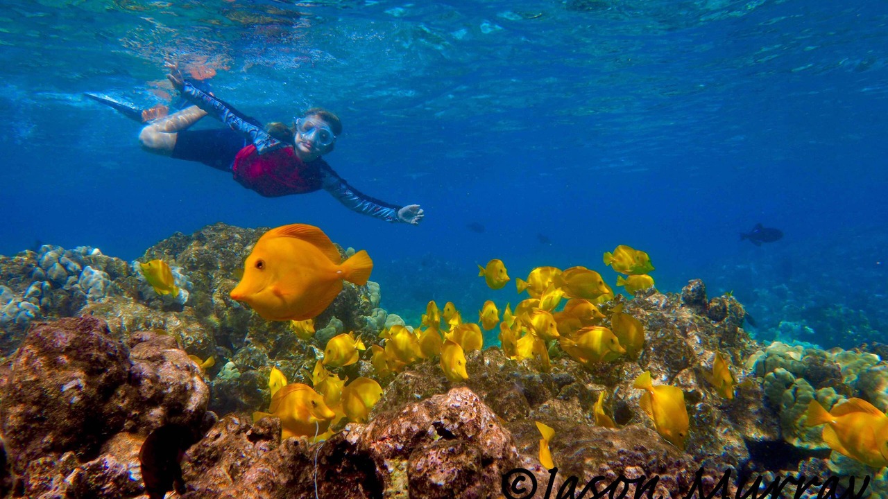 Photo of Others in Kahaluu Bay