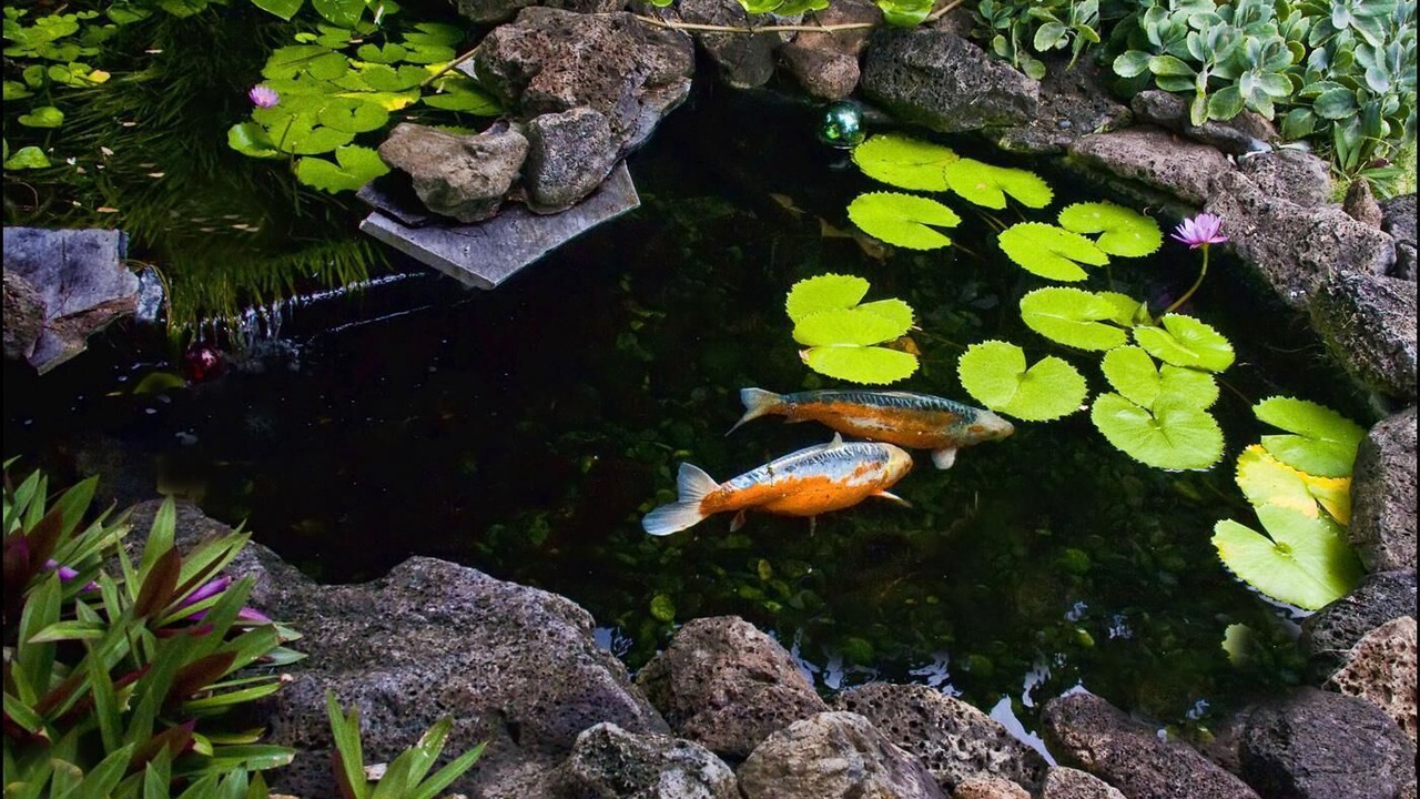 Photo of Outdoor in Laie