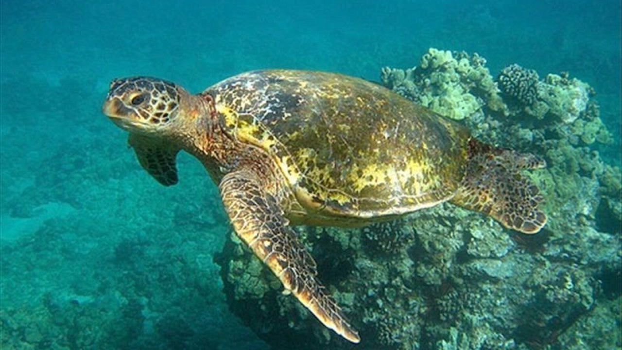 Photo of Others in Honokowai