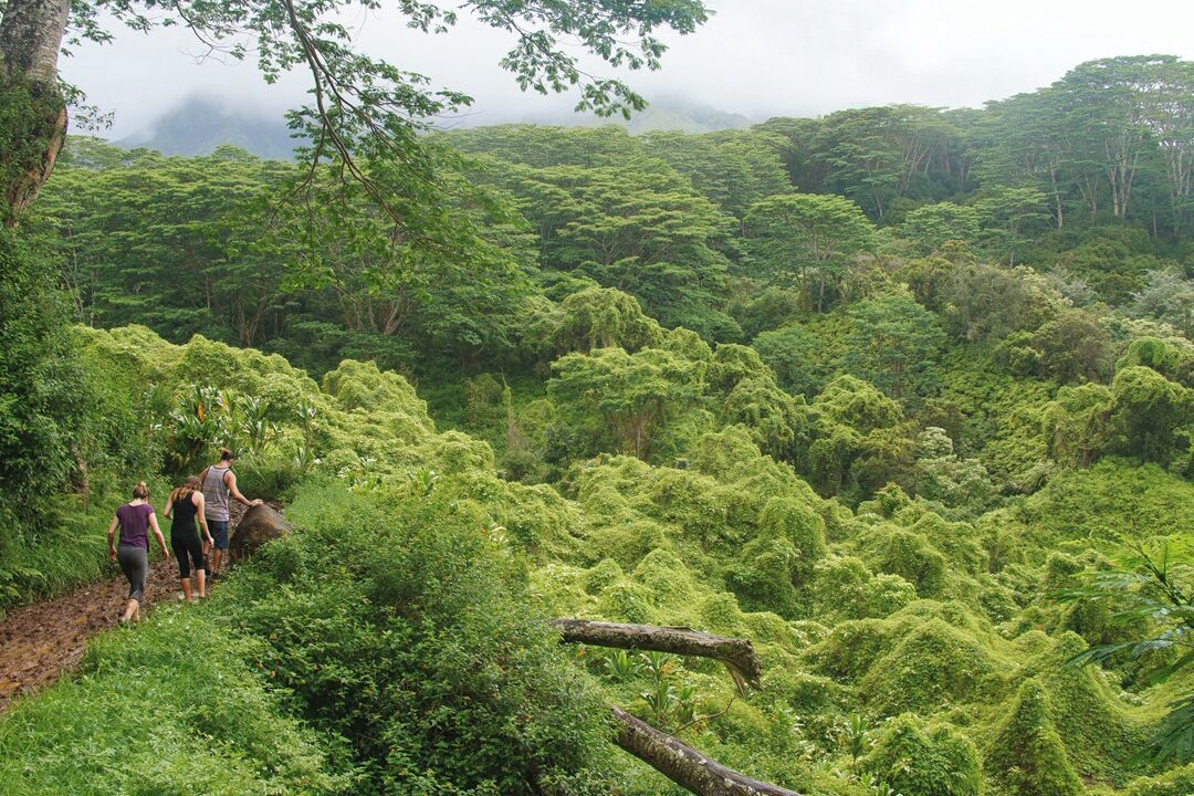 Photo of Others in Hanalei