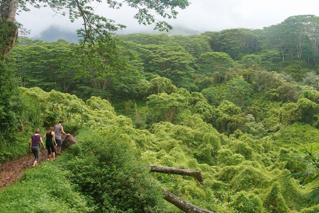 Photo of Others in Wailua