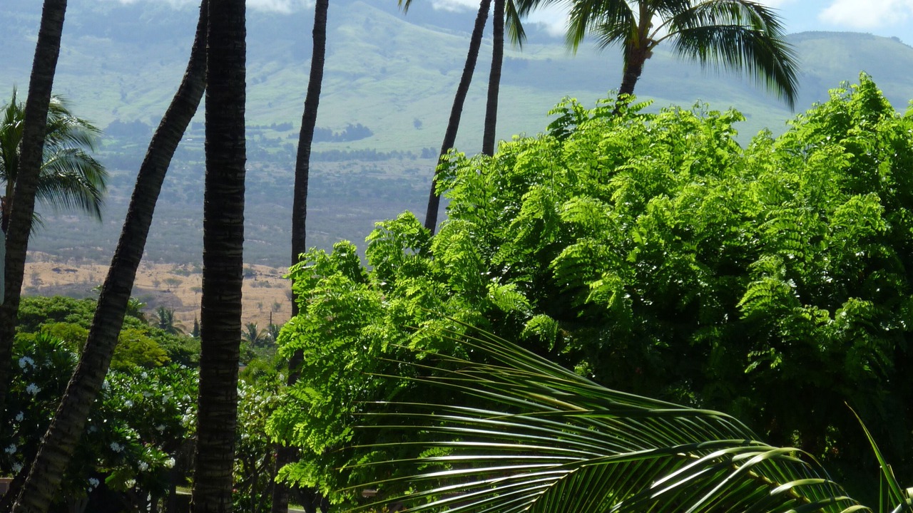 Photo of Others in Kihei