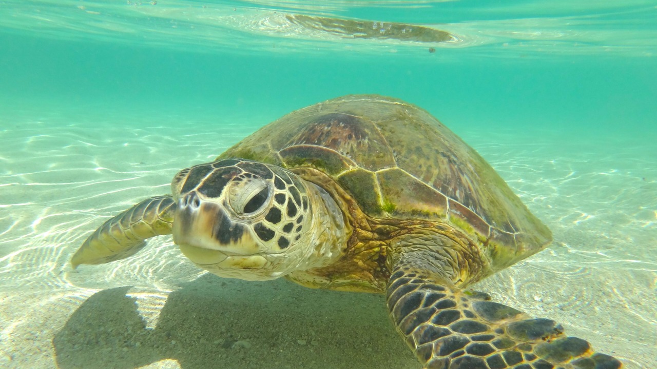 Photo of Others in Ko Olina