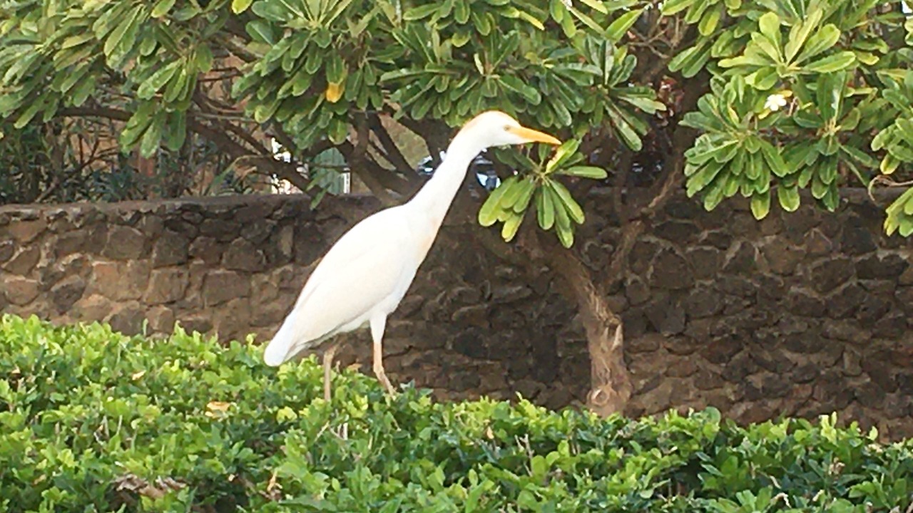 Photo of Others in Kihei