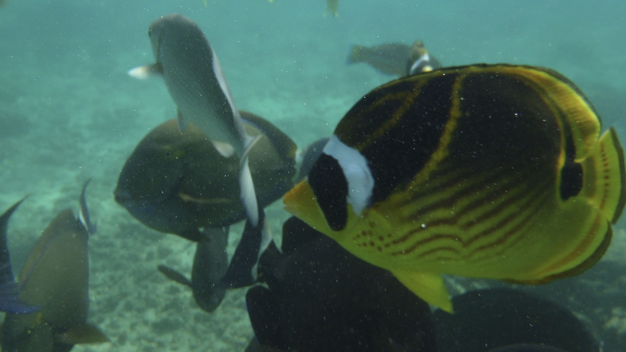 Photo of Others in Poipu