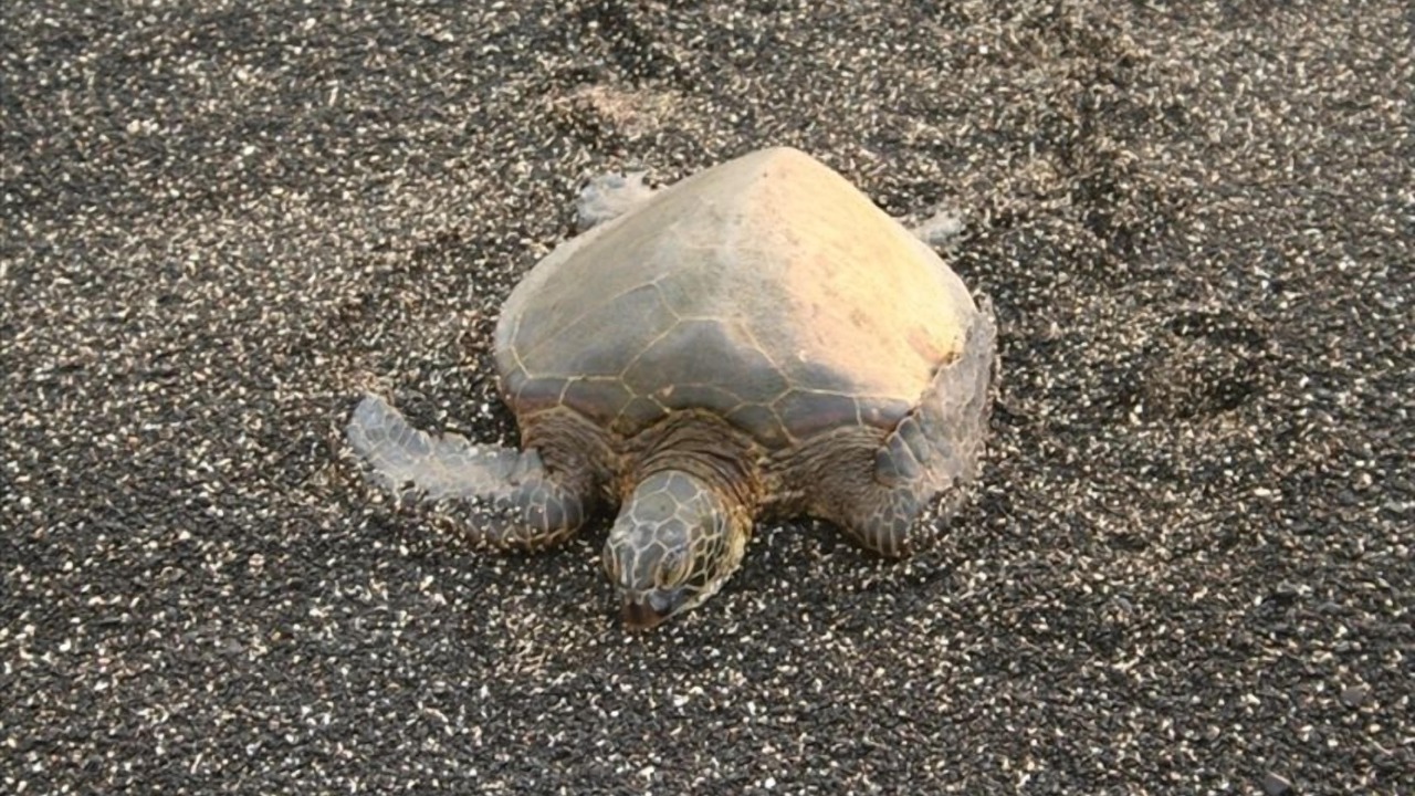 Photo of Others in Kahaluu-Keauhou