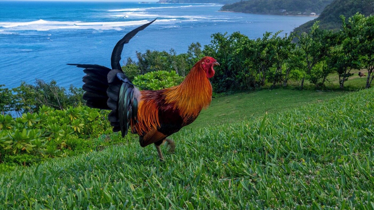 Photo of Others in Princeville