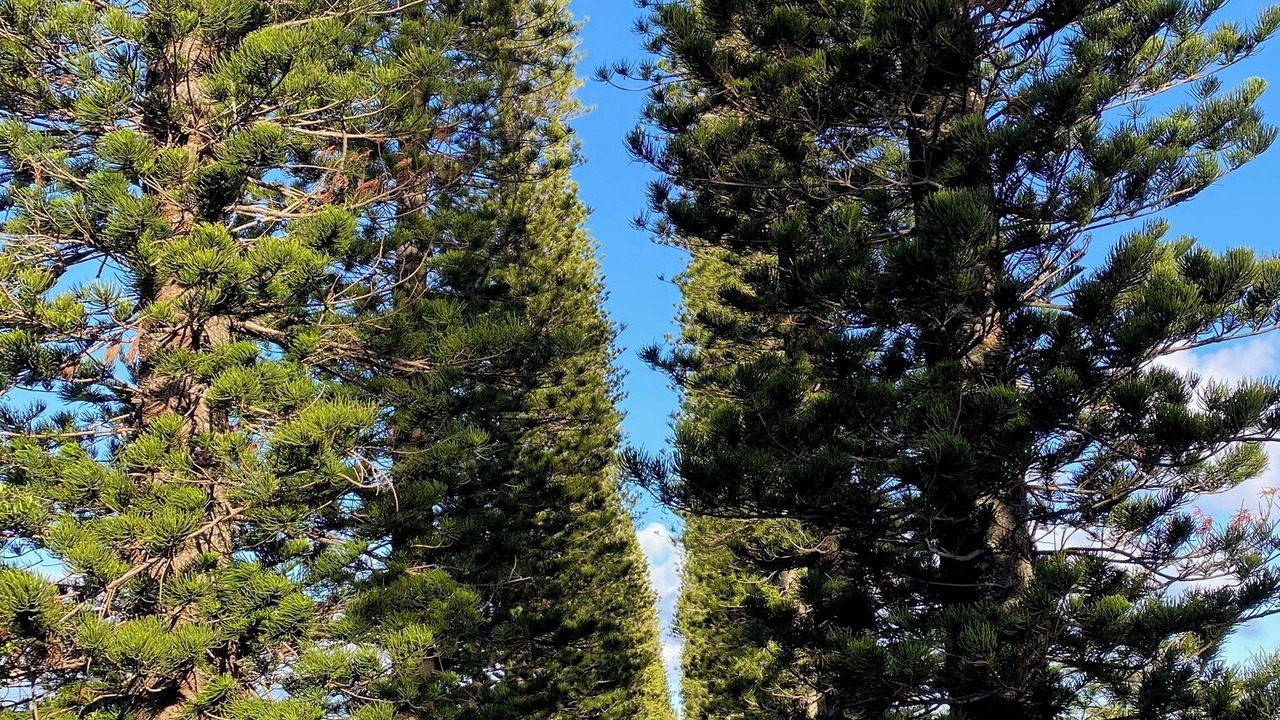 Photo of Others in Napili